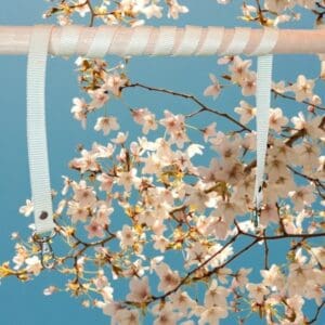 Teugels "Vanilla Sky”